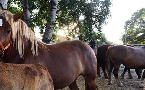 Rassegna Cavallo Bardigiano