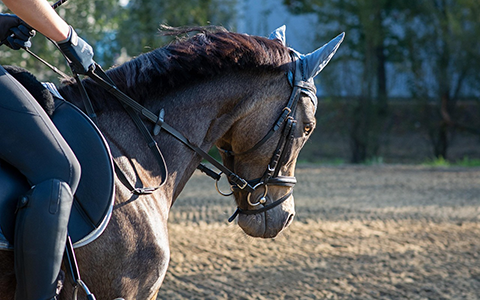 Equitazione